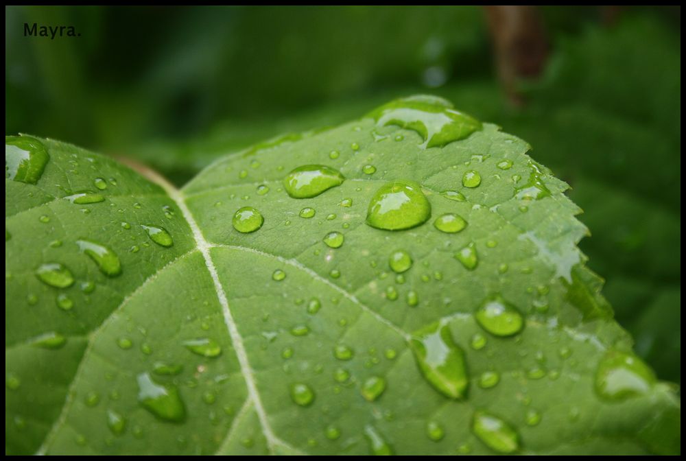 Tropfen auf Blatt.