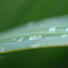 Tropfen auf Blatt