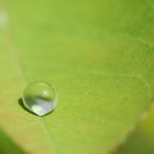 Tropfen auf Blatt