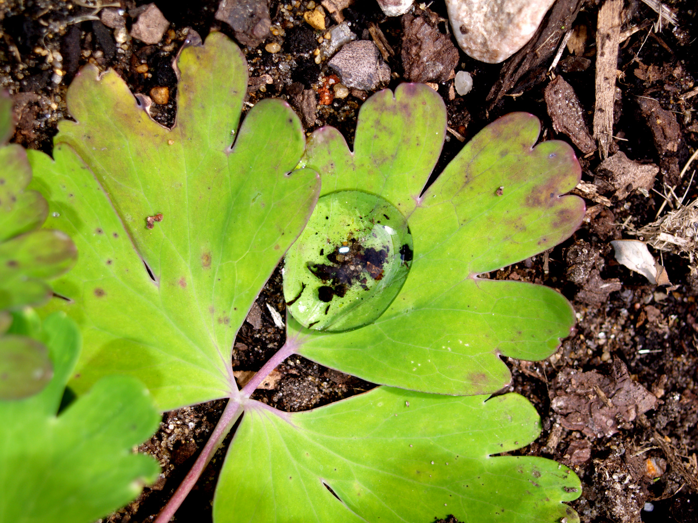 Tropfen auf Blatt