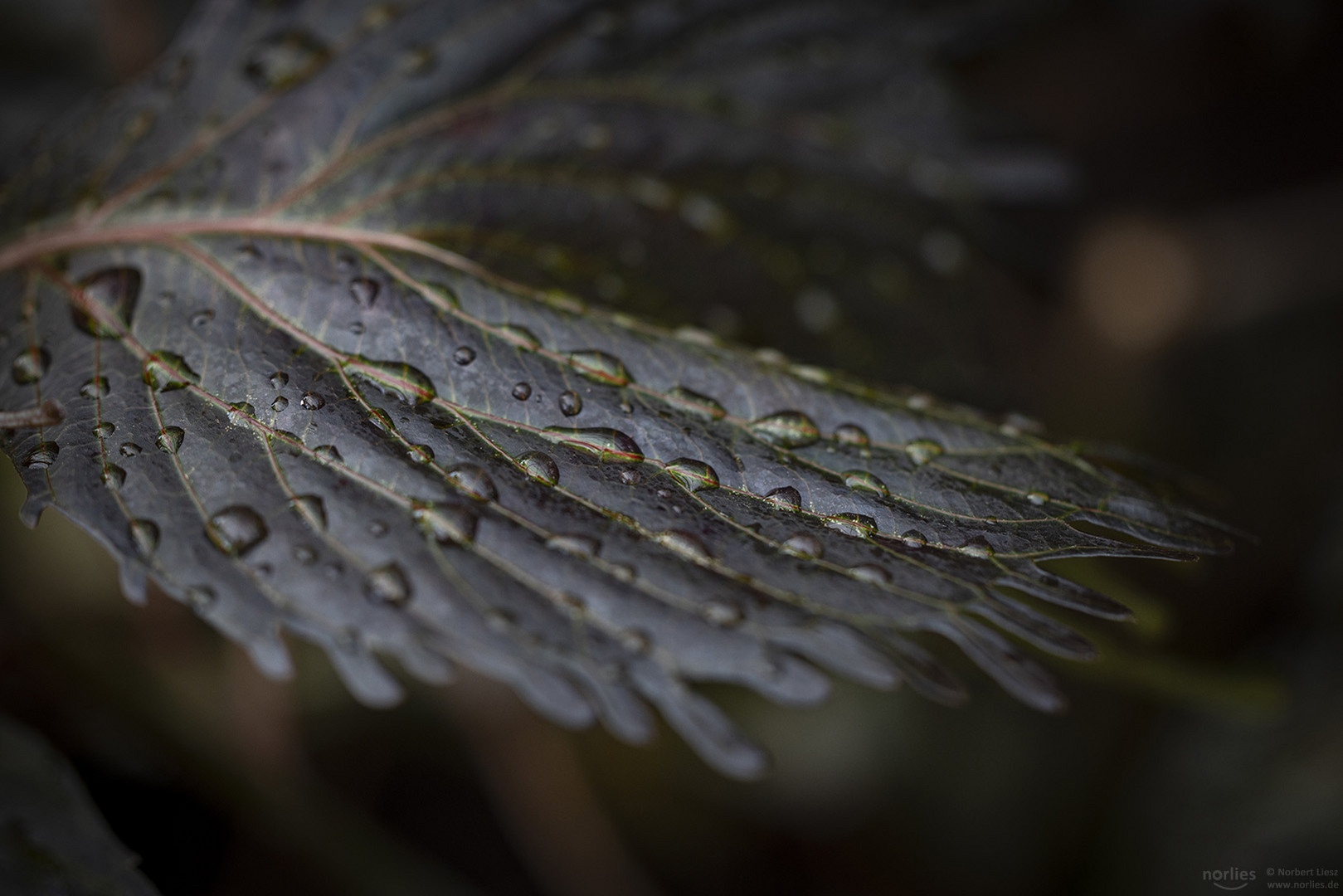 Tropfen auf Blatt