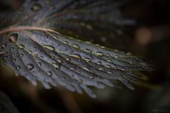 Tropfen auf Blatt