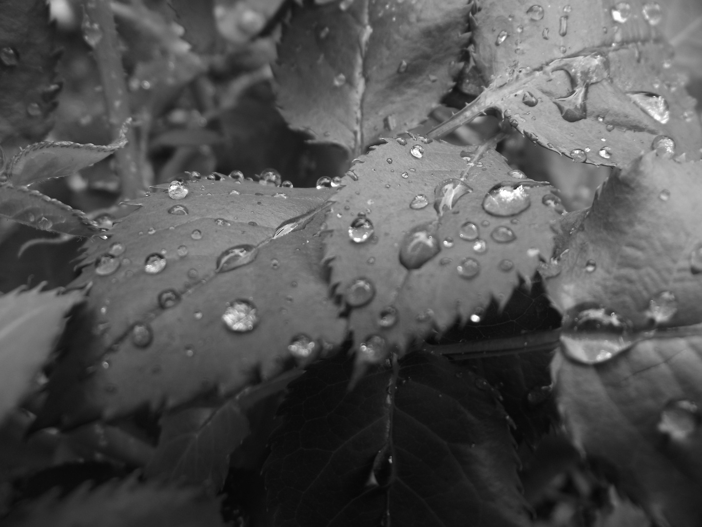 Tropfen auf Blatt in schwarz/weiß