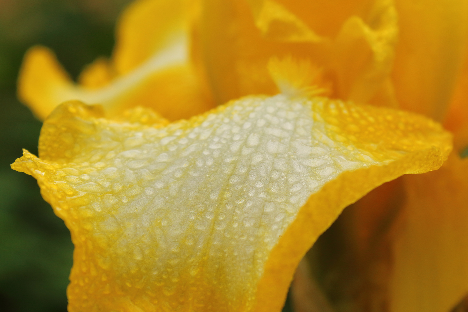 Tropfen auf Blüte