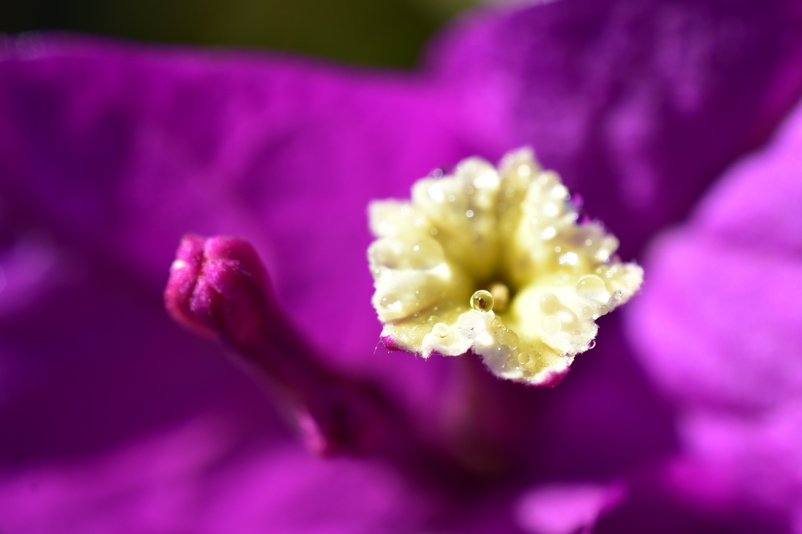 Tropfen auf Blüte der Bougainvillea