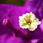 Tropfen auf Blüte der Bougainvillea