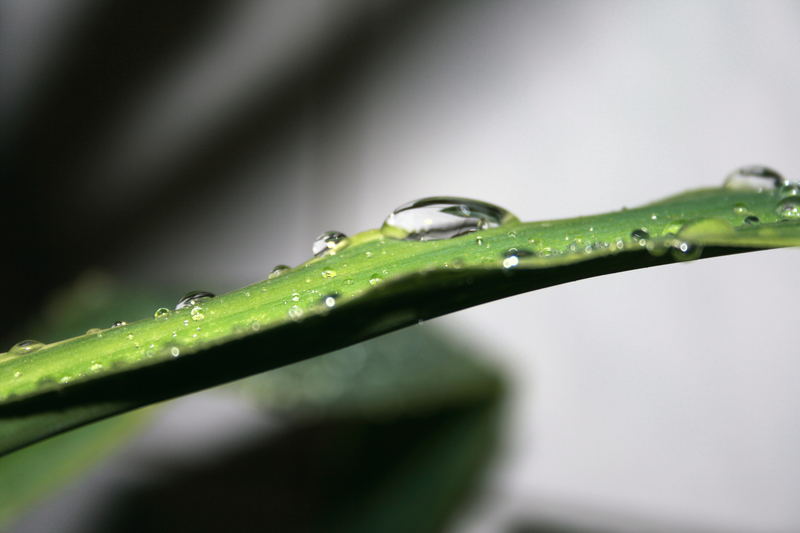 Tropfen auf dem Blatt