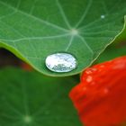 Tropfen auf dem Blatt