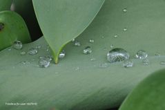 Tropfen auf dem Blatt...