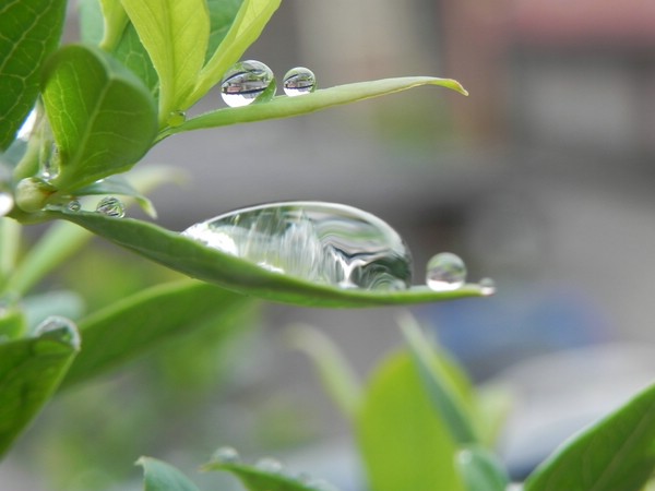 Tropfen auf dem Blatt