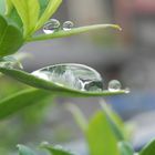 Tropfen auf dem Blatt