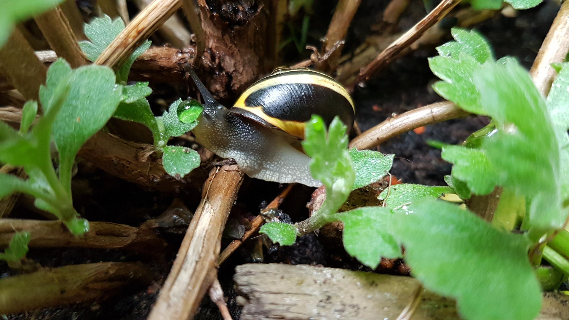 Tropfen auf dem Blatt, vorsicht