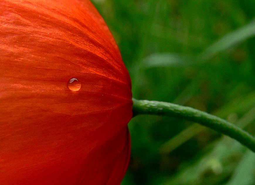 Tropfen auf dem heißen Mohn