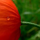 Tropfen auf dem heißen Mohn