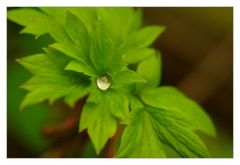 Tropfen auf den Blatt