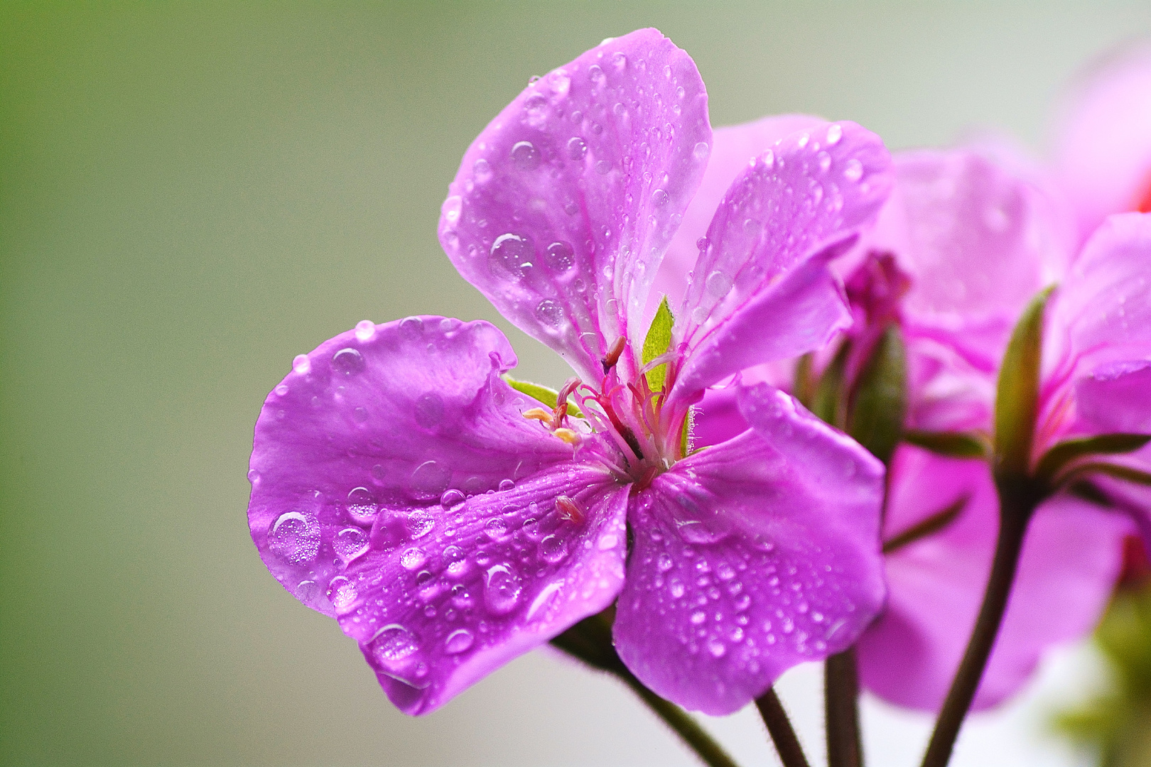 Tropfen auf der Blüte