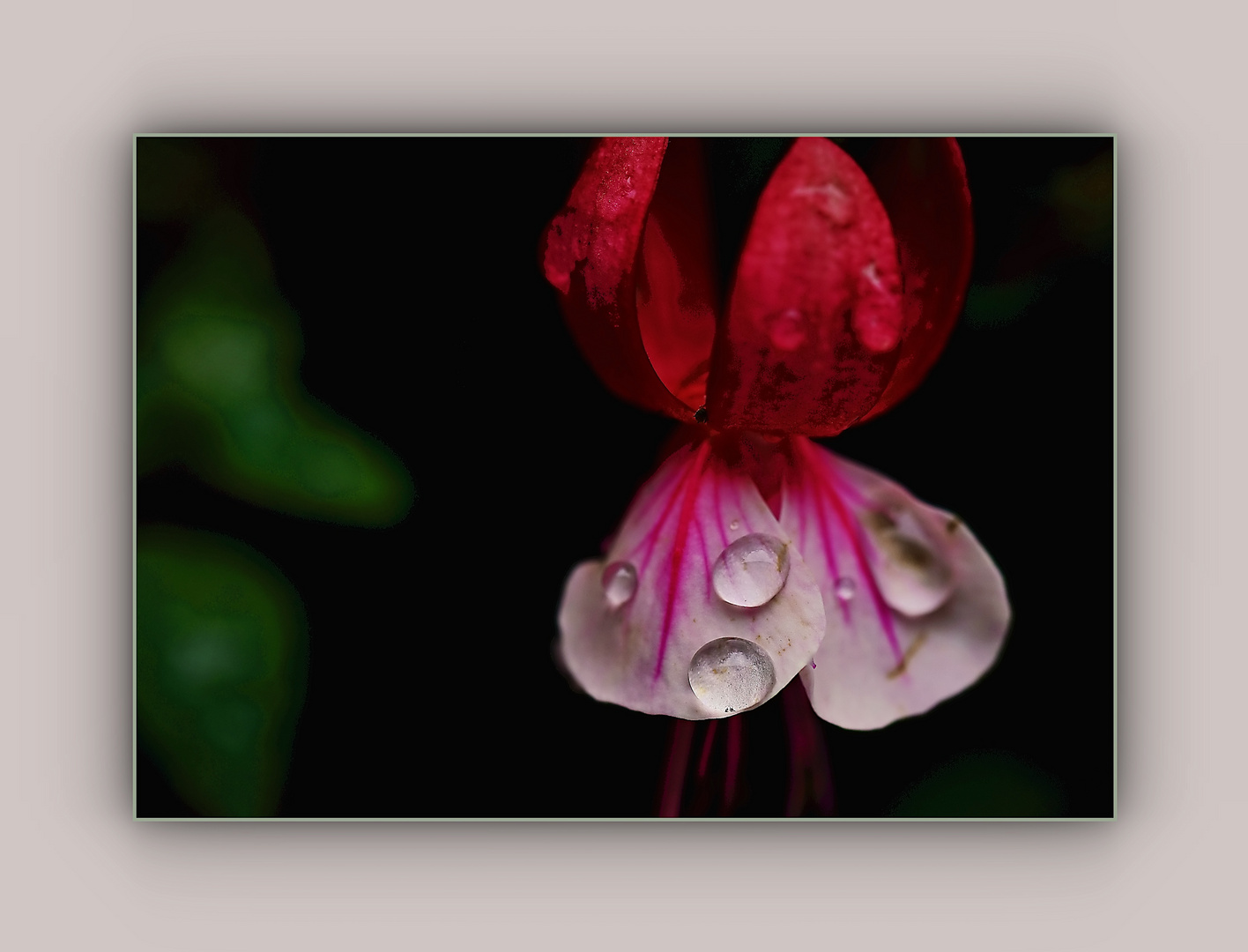 Tropfen auf der Fuchsie