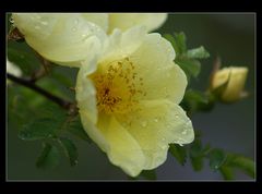 Tropfen auf der Rose