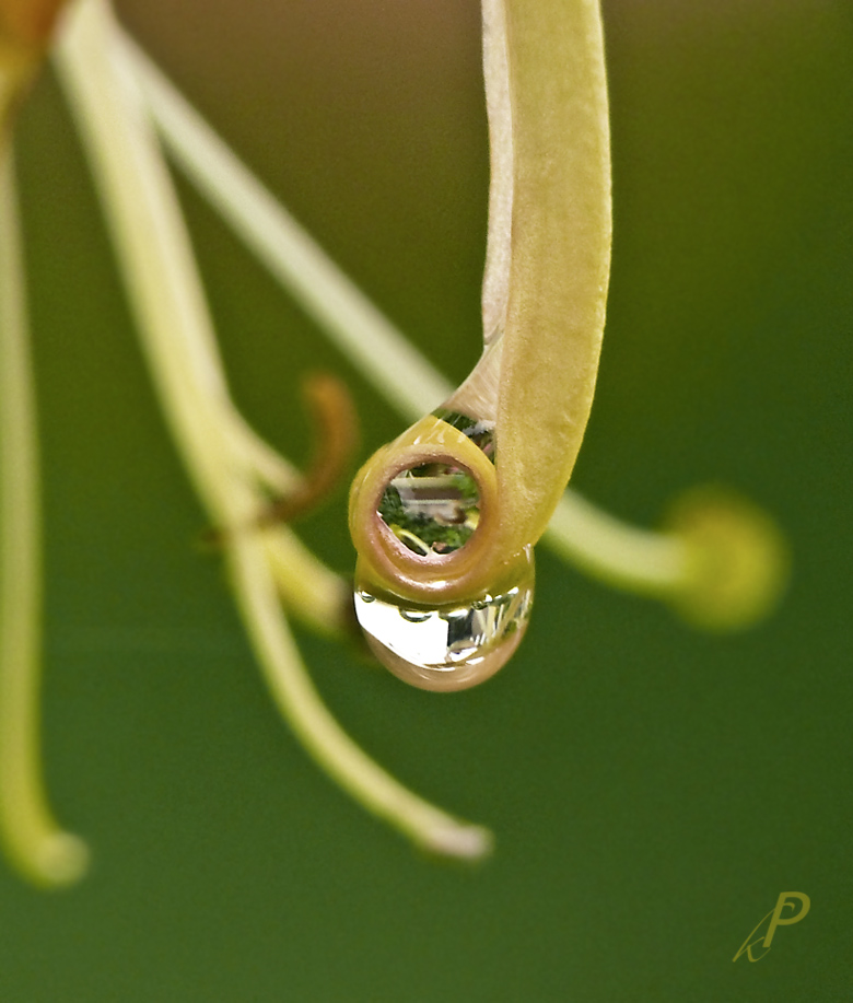 Tropfen auf einer Blüte