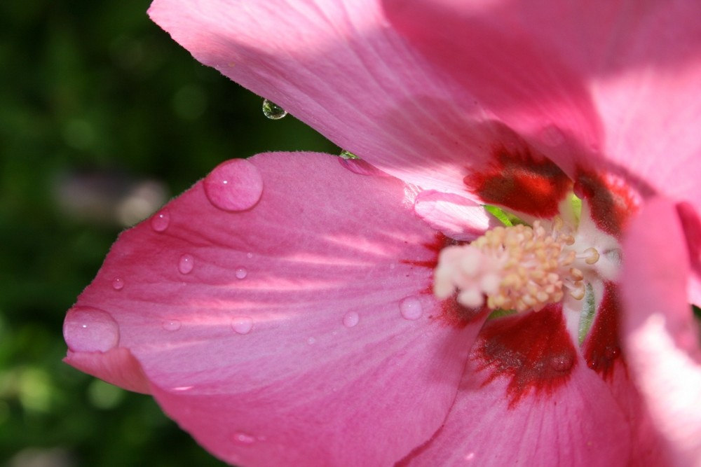 Tropfen auf einer Blüte