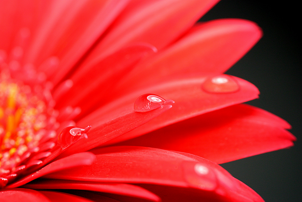 Tropfen auf einer Gerbera