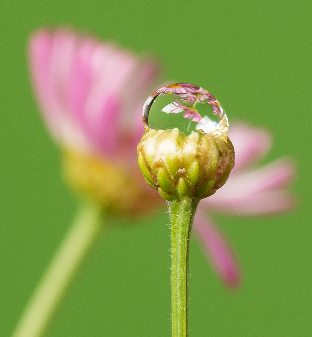 Tropfen auf Gänseblümchen