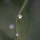 Tropfen auf Gingko