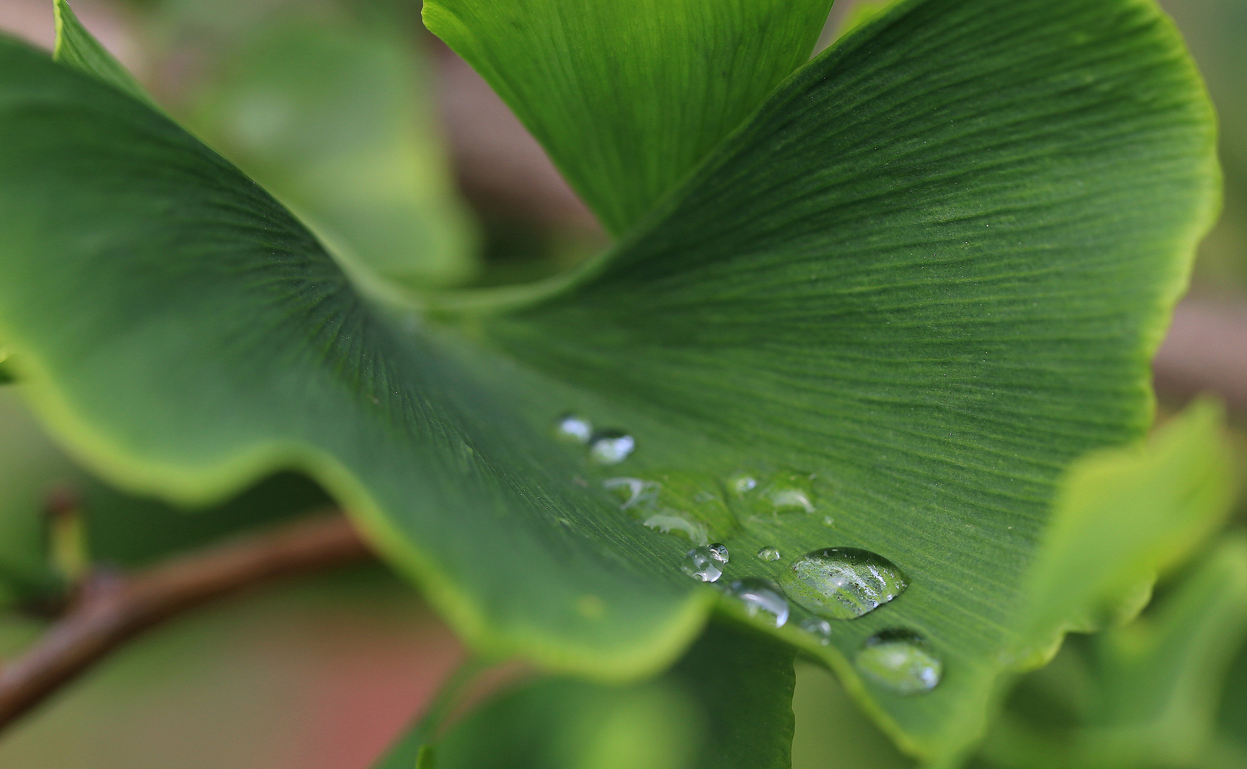 tropfen auf ginkgo