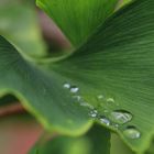 tropfen auf ginkgo