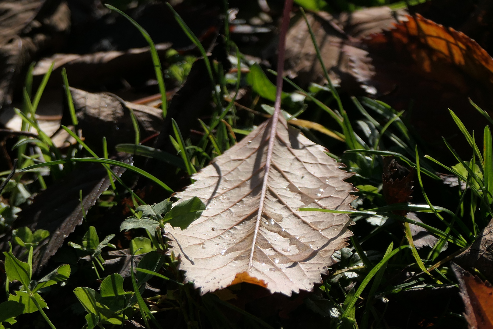 Tropfen auf herbgefallenem Blatt