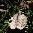 Tropfen auf herbgefallenem Blatt