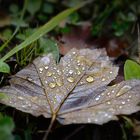 Tropfen auf Herbstblatt