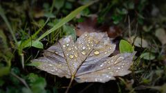 Tropfen auf Herbstblatt