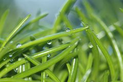 Tropfen auf Himalaya Gras