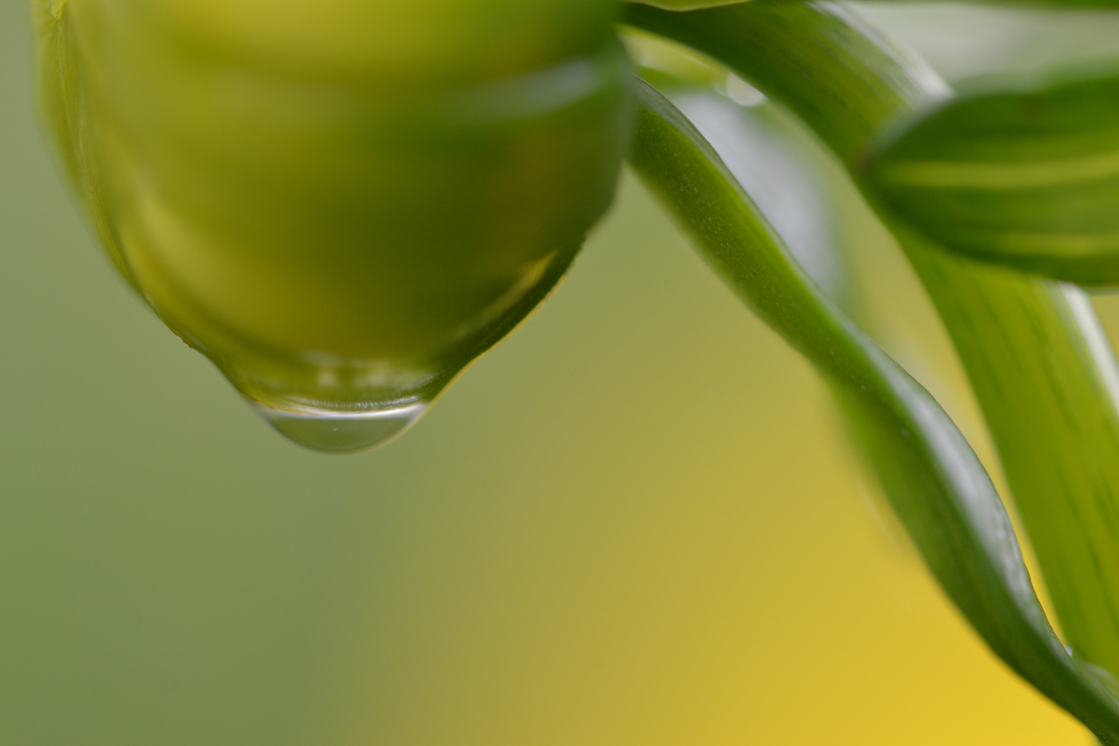 Tropfen auf Pflanze Foto & Bild archiv projekte naturchannel, monatswettbewerbe natur, 10