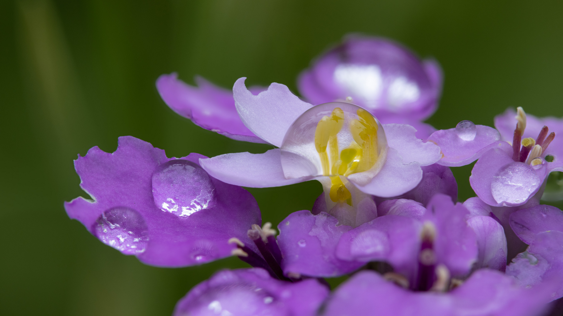 Tropfen auf Schleifenblume