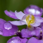 Tropfen auf Schleifenblume