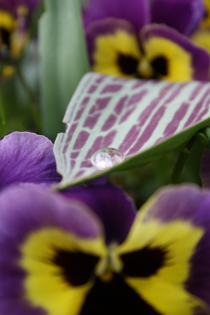 Tropfen auf Tulpenblatt