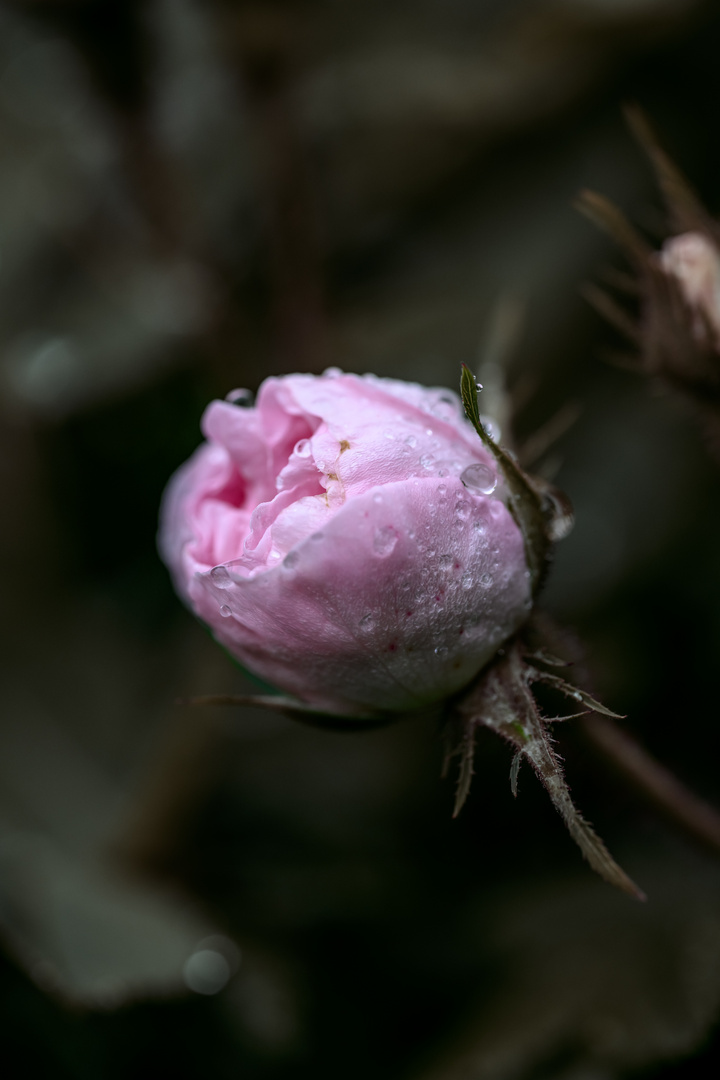 Tropfen auf zarter Blüte