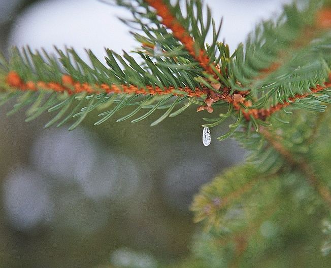 Tropfen aus Eis