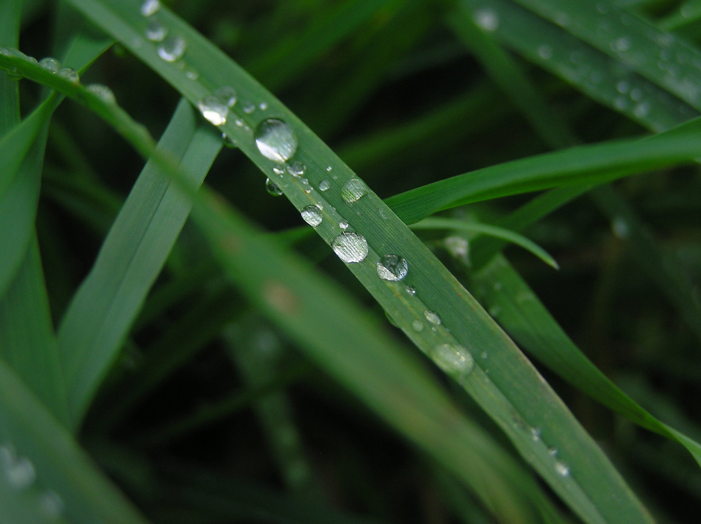 Tropfen Foto & Bild | natur pur, natur, pflanzen Bilder auf fotocommunity