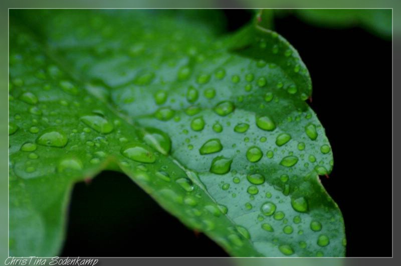 Tropfen (black vs. green)