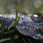 Tropfen, Blatt, Bokeh