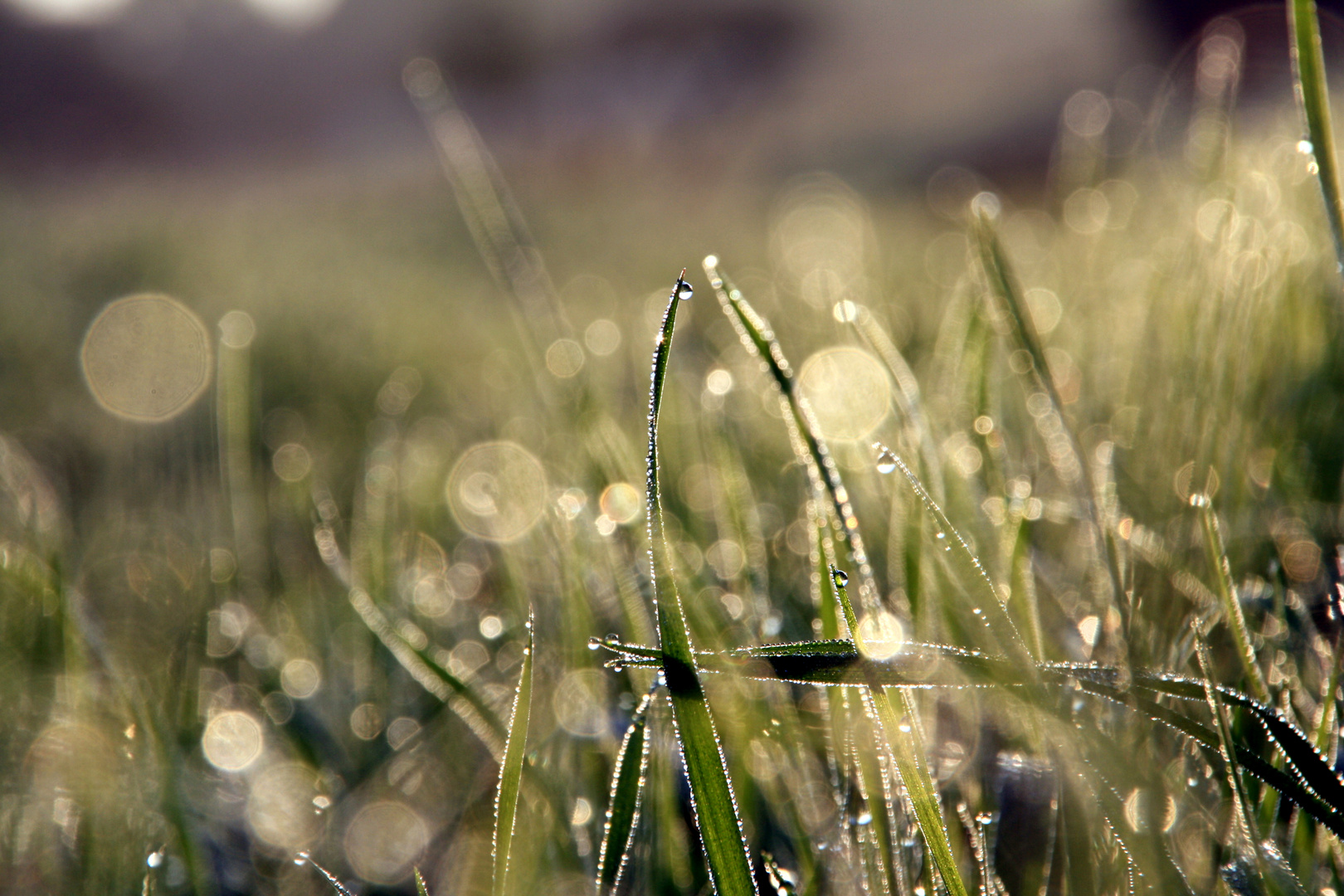 Tropfen Bokeh