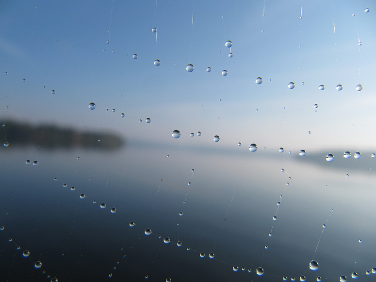 Tropfen des Morgen