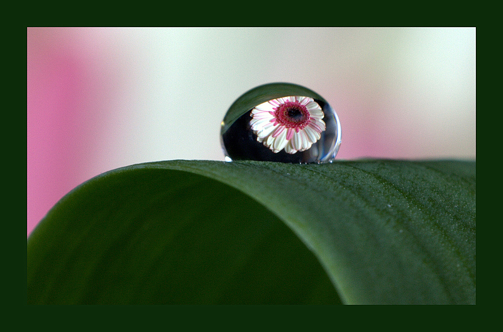 Tropfen Gerbera