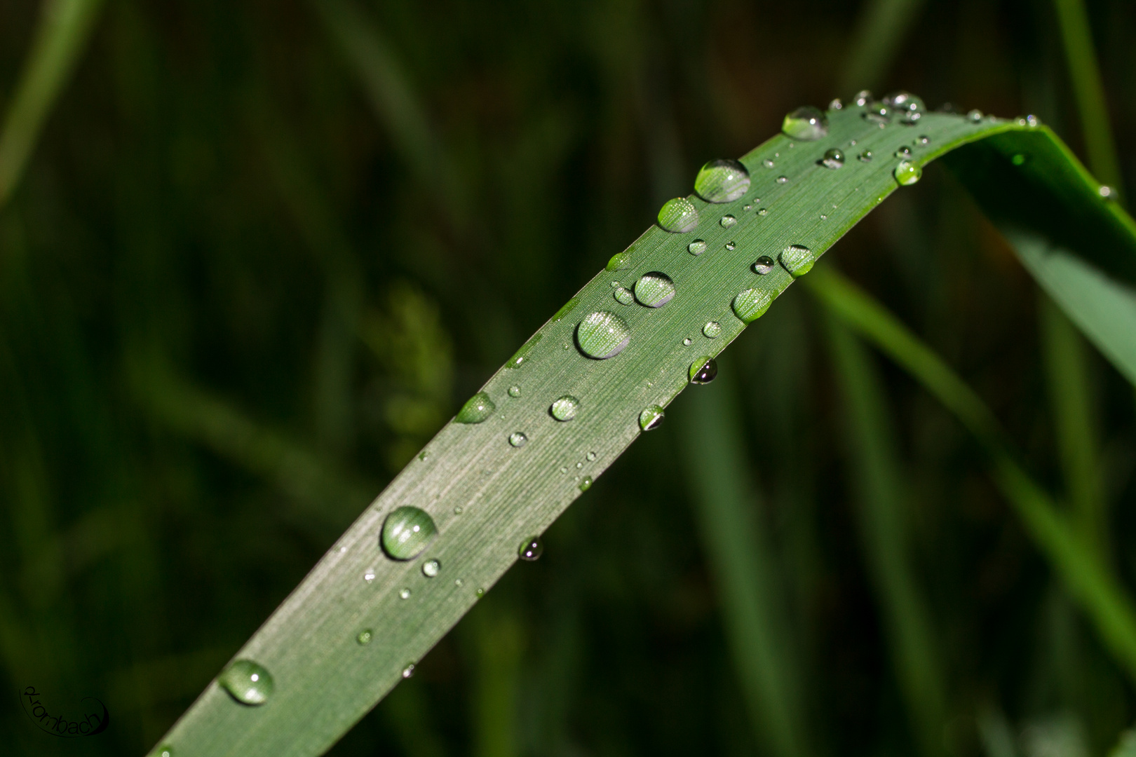 Tropfen Gras