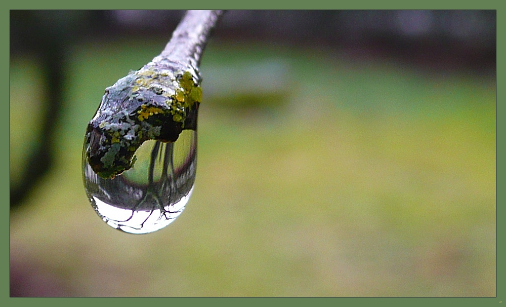 Tropfen im Garten im Tropfen