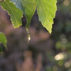 Tropfen im Gegenlicht