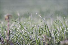 Tropfen im Gras